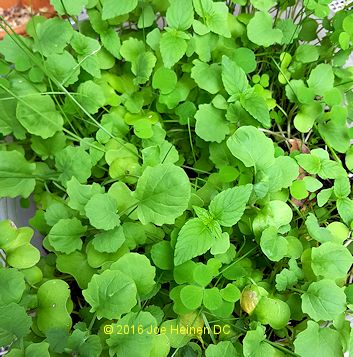 (image for) Russian Tortoise Seed Mix 1 lb Free Shipping! USA only